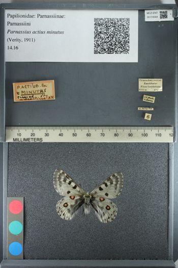 Media type: image;   Entomology 174564